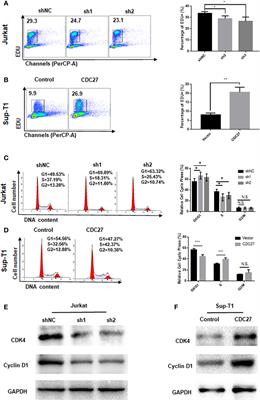 Corrigendum: CDC27 Promotes Tumor Progression and Affects PD-L1 Expression in T-Cell Lymphoblastic Lymphoma